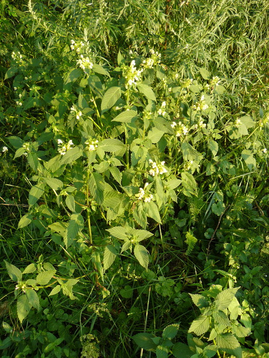 Image of Galeopsis speciosa specimen.