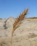 Agropyron pectinatum. Сухое соплодие. Краснодарский край, окр. г. Крымск, грязевой вулкан Шуго. 11.10.2014.