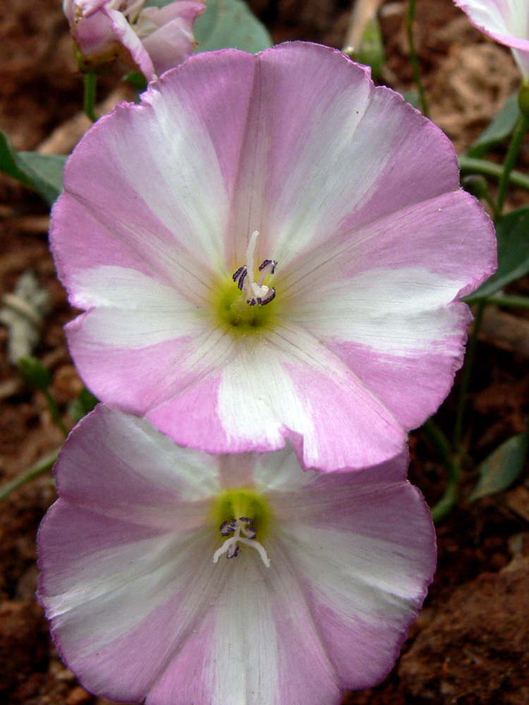 Image of Convolvulus arvensis specimen.