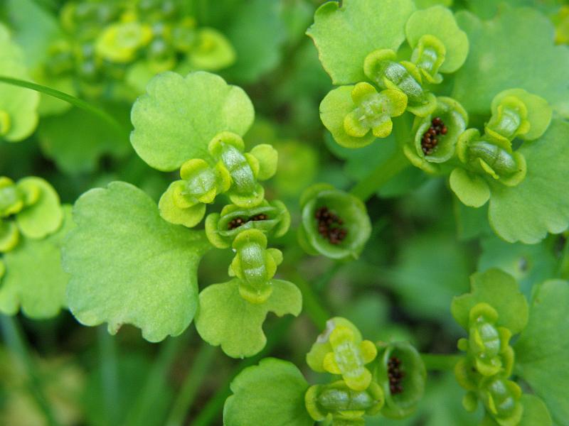 Изображение особи Chrysosplenium alternifolium.