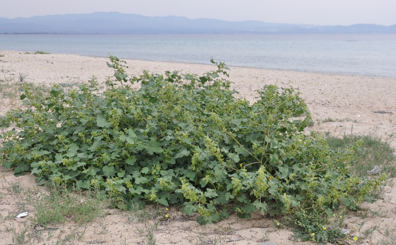 Image of Xanthium strumarium specimen.