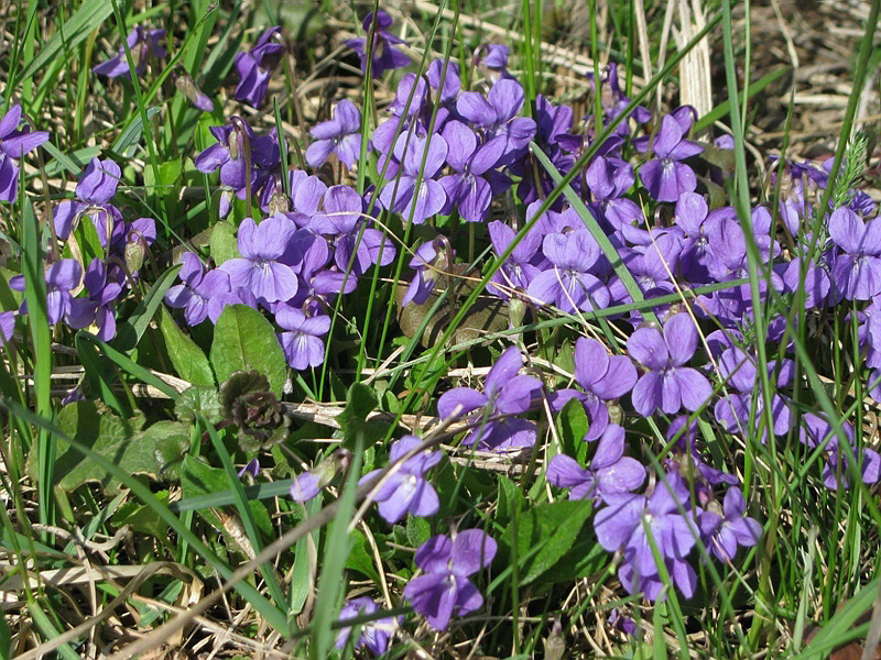 Image of genus Viola specimen.