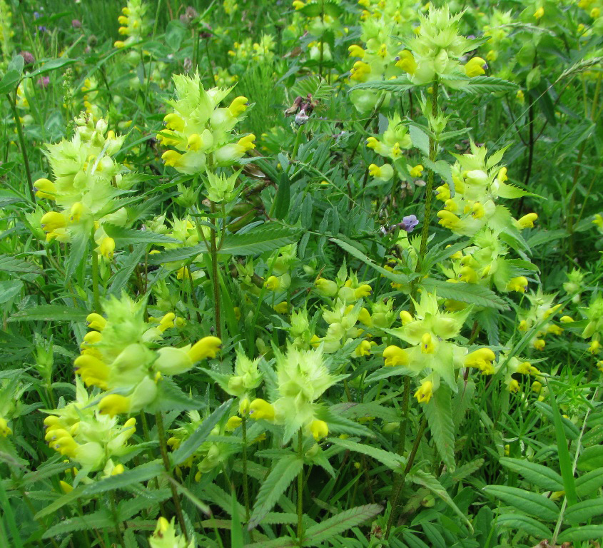 Изображение особи Rhinanthus vernalis.