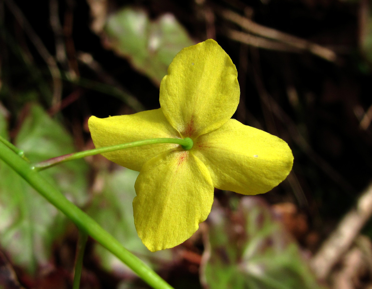 Image of Epimedium colchicum specimen.