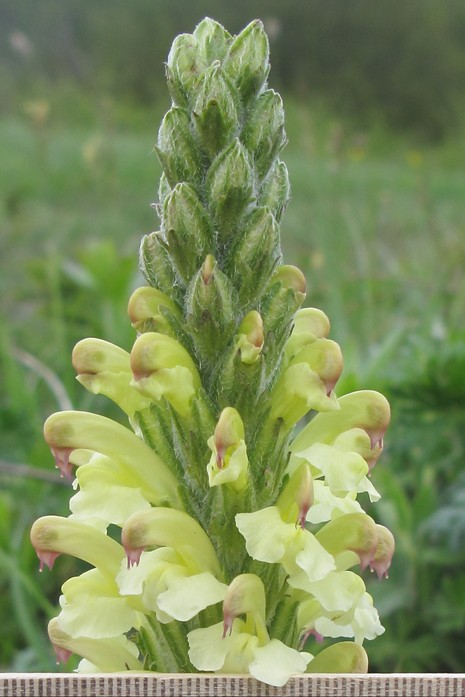 Image of Pedicularis sibthorpii specimen.