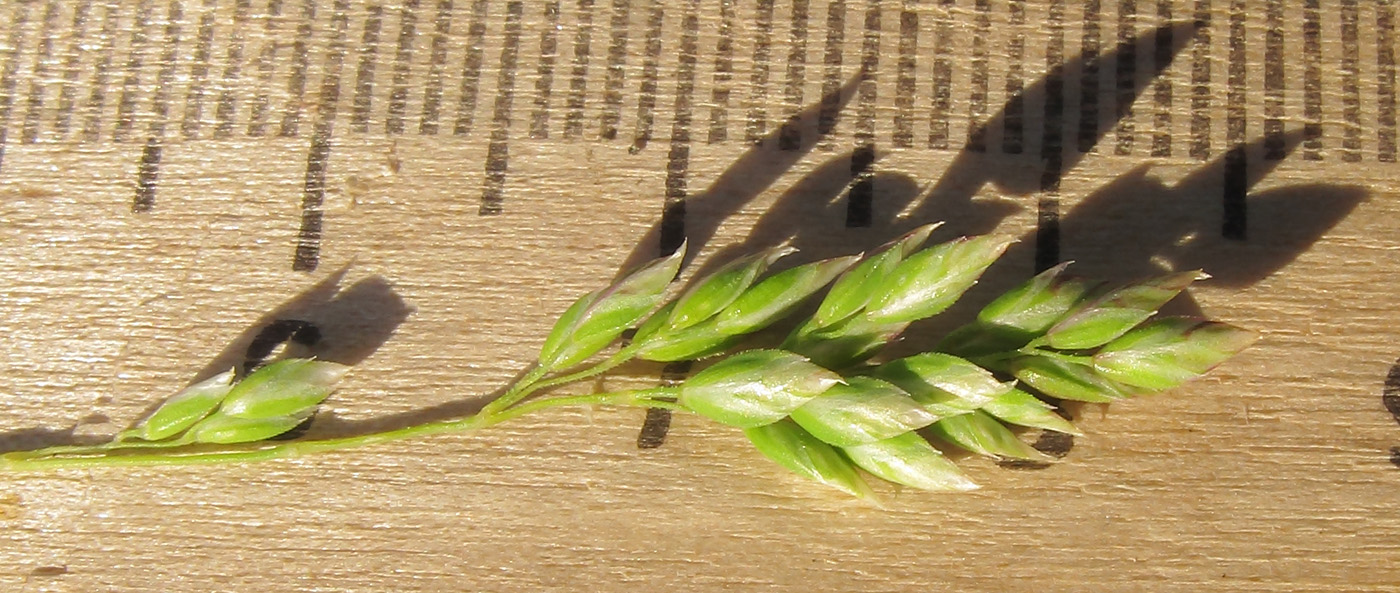 Image of Poa alpina specimen.