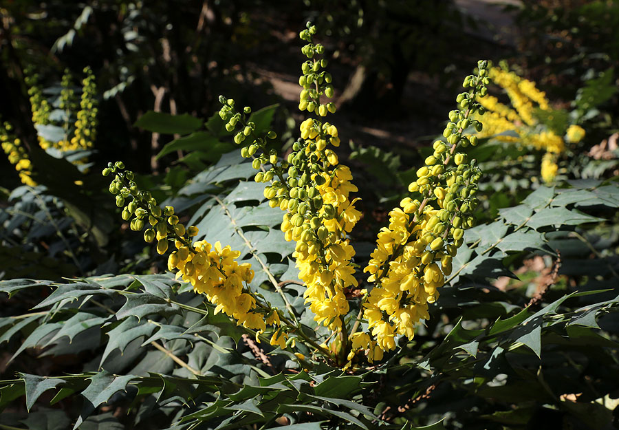 Изображение особи род Mahonia.