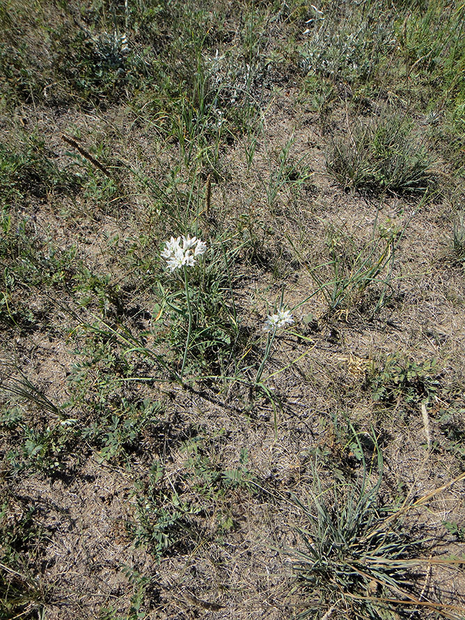 Image of Allium ramosum specimen.