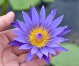 Nymphaea variety caerulea