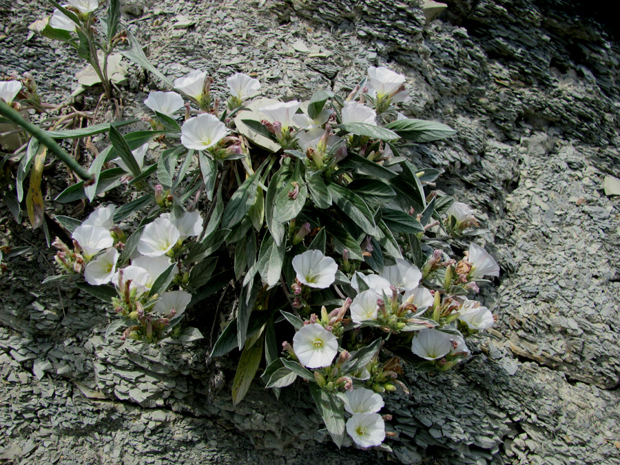 Изображение особи Convolvulus lineatus.