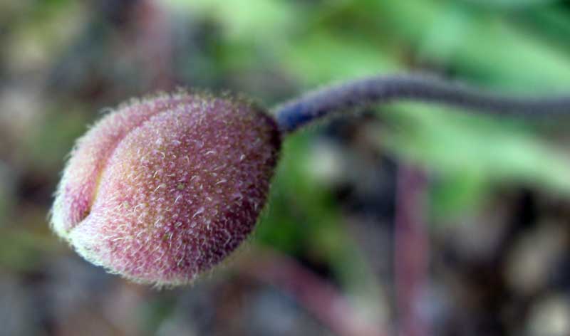 Изображение особи род Papaver.