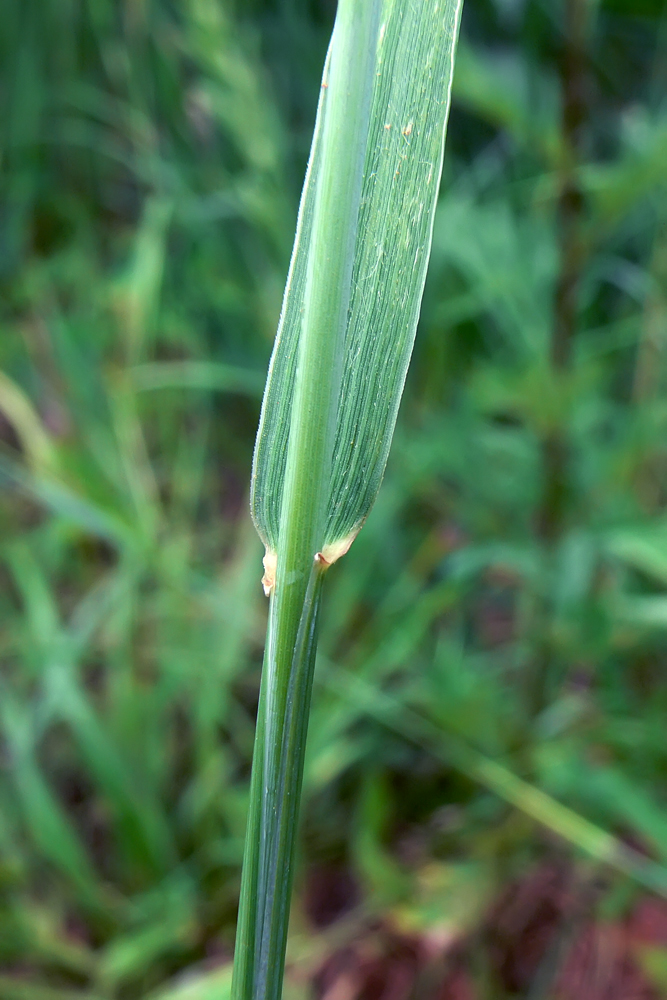 Image of Elytrigia repens specimen.