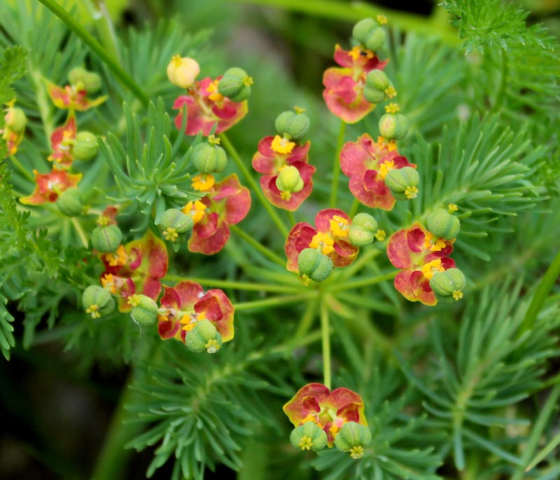 Image of Euphorbia cyparissias specimen.