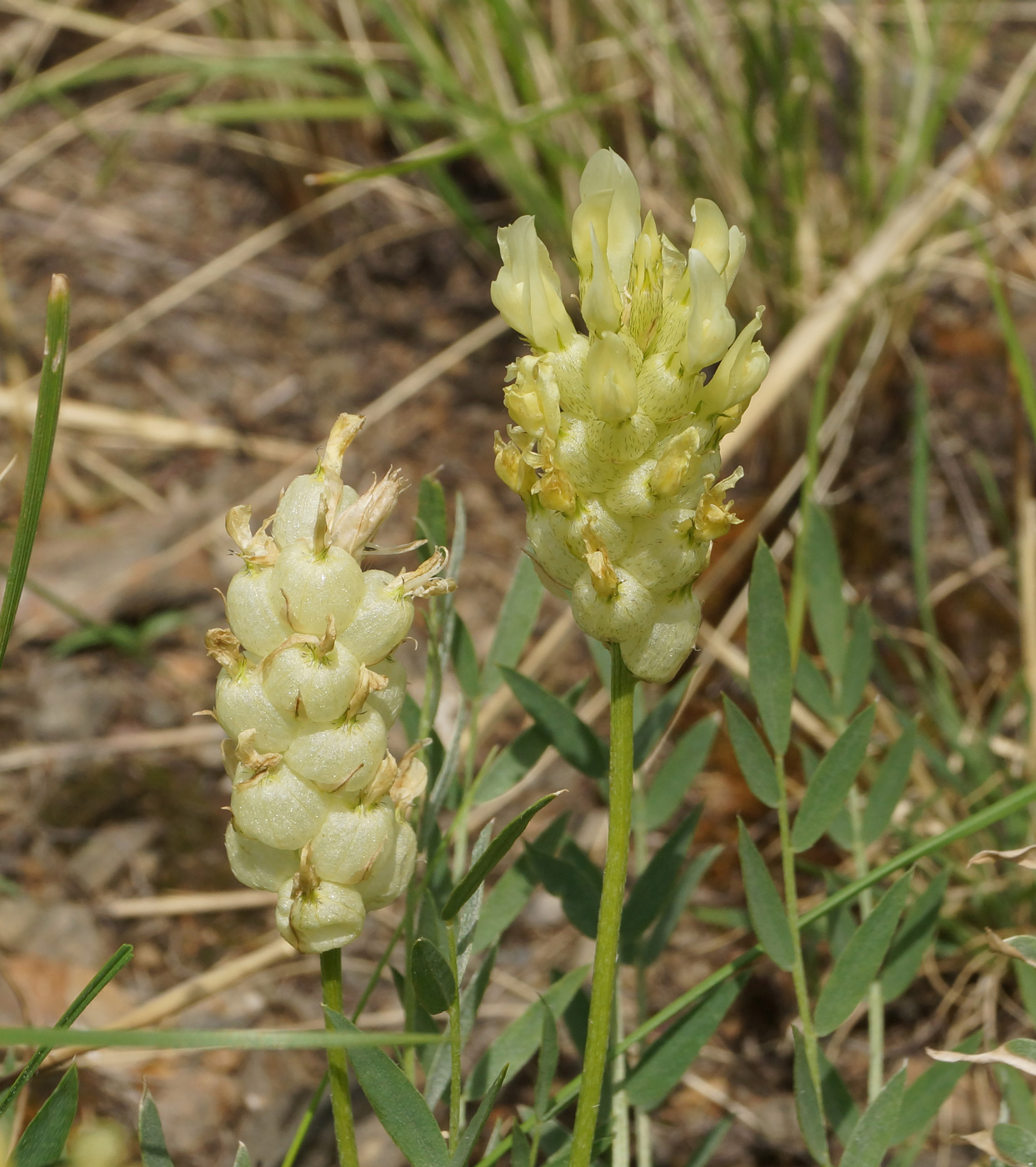 Image of Astragalus follicularis specimen.