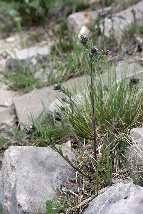 Image of Buglossoides arvensis specimen.