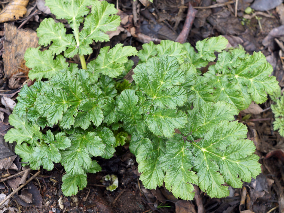 Image of Heracleum sosnowskyi specimen.