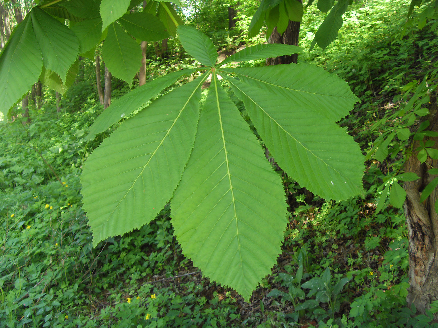 Изображение особи Aesculus hippocastanum.