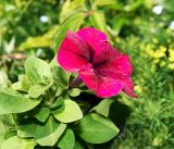 Petunia × hybrida