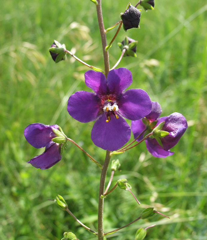 Image of Verbascum phoeniceum specimen.