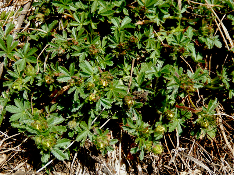 Изображение особи Potentilla sphenophylla.