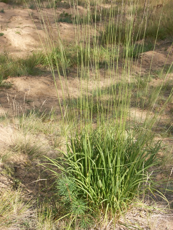 Image of Molinia caerulea specimen.