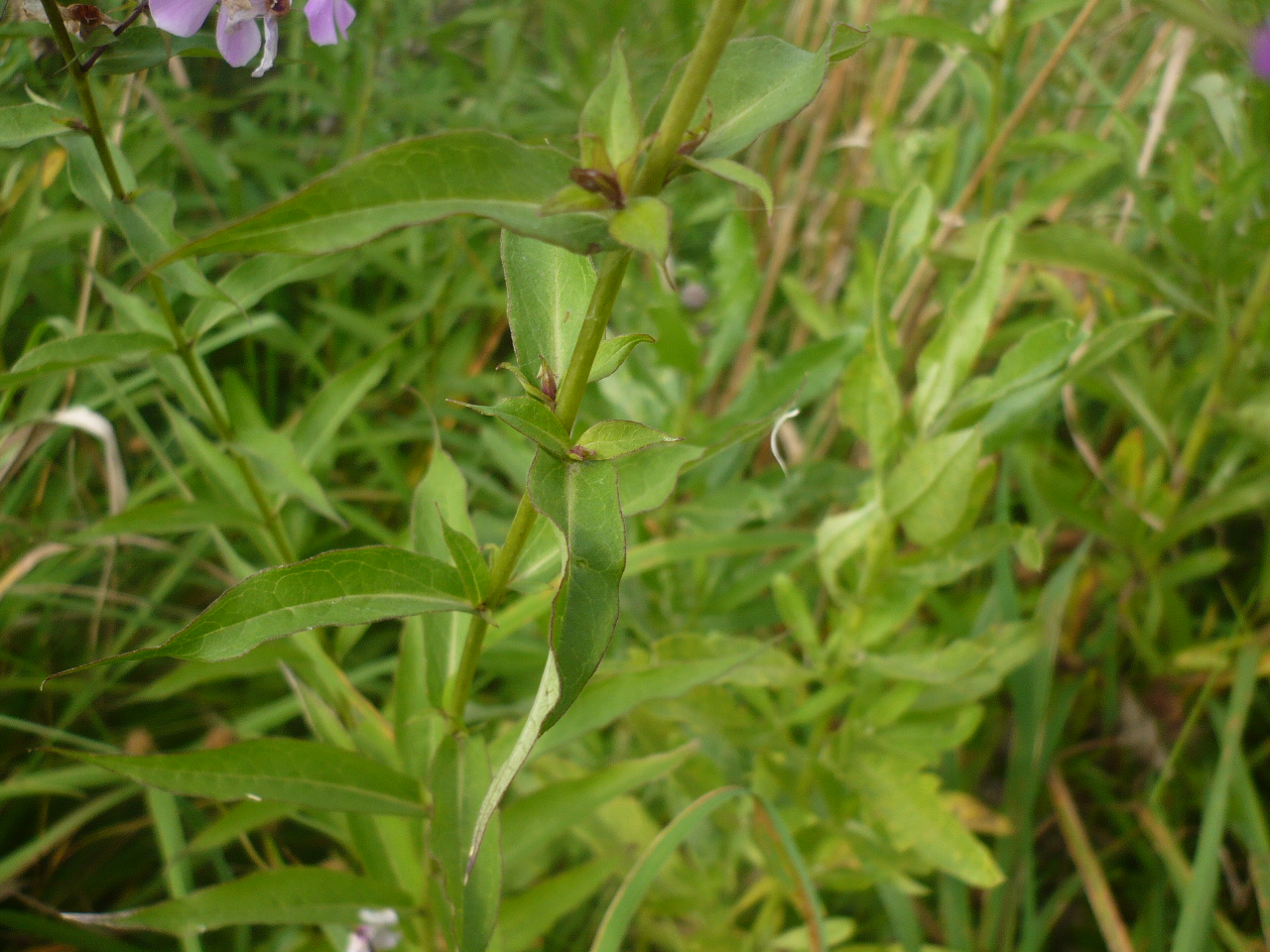 Image of Phlox paniculata specimen.