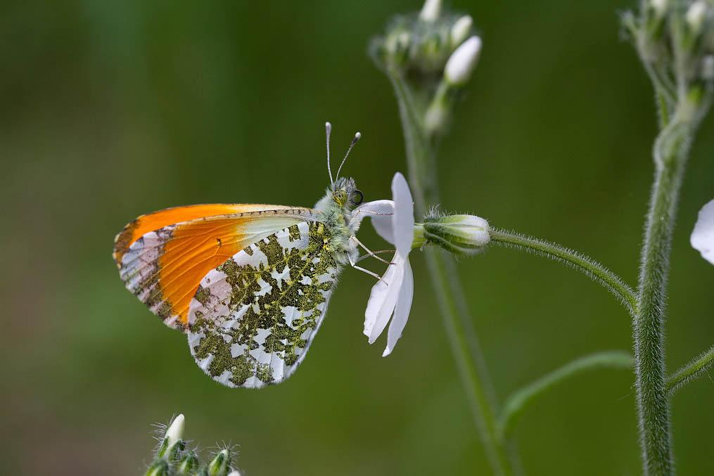 Image of Hesperis sibirica ssp. pseudonivea specimen.