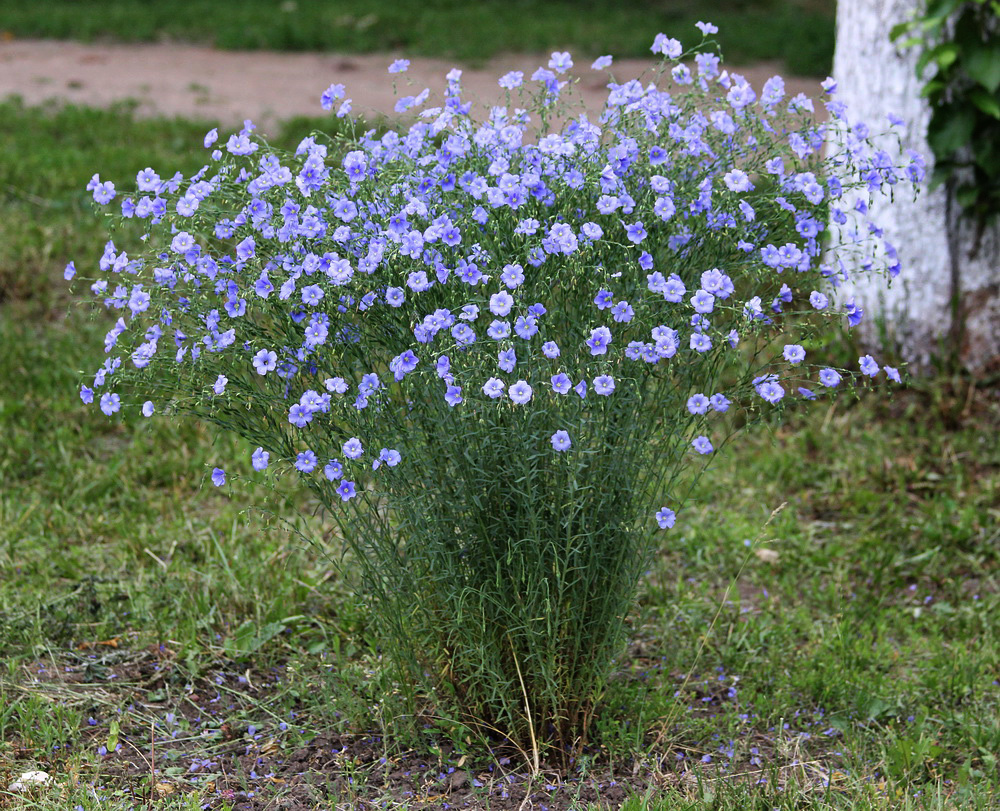 Image of Linum austriacum specimen.