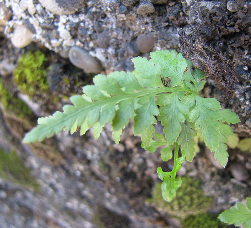 Изображение особи Asplenium adiantum-nigrum.