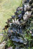 genus Peltigera. Слоевища на замшелом стволе дерева. Свердловская обл., окр. г. Заречный, Черемшанское болото. 24.09.2016.