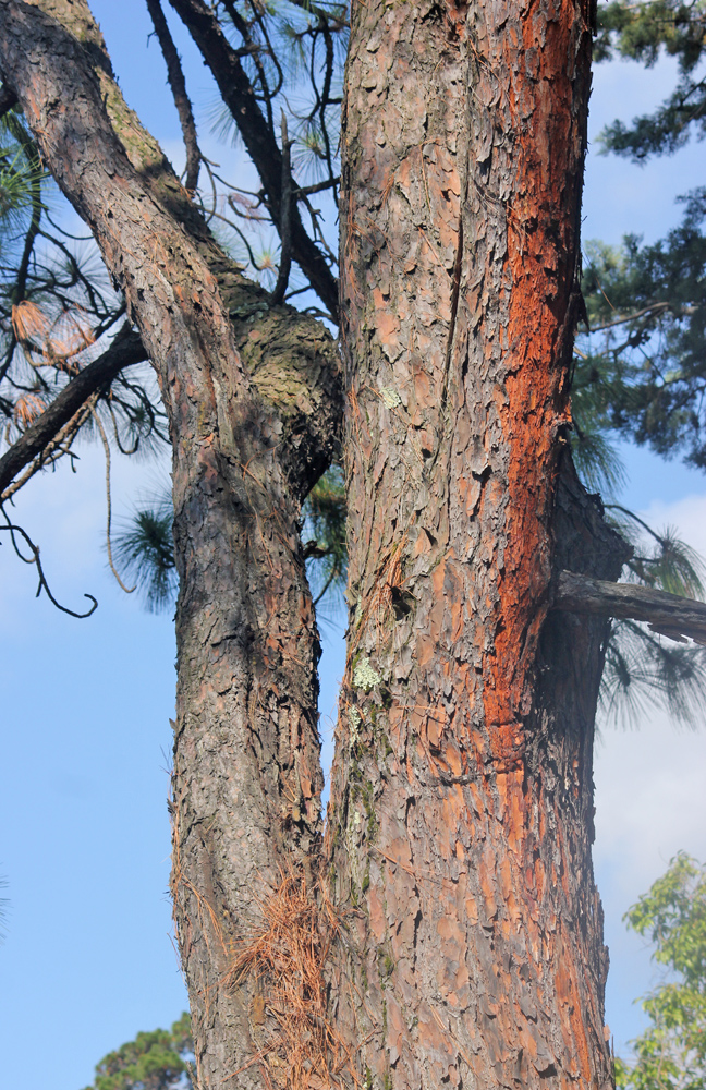 Изображение особи Pinus palustris.