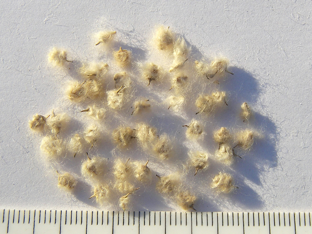 Image of Anemone virginiana specimen.