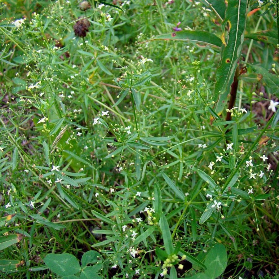 Изображение особи Galium uliginosum.