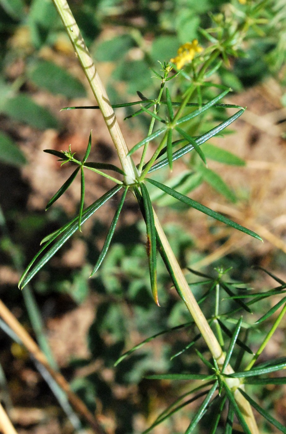 Изображение особи Galium pamiro-alaicum.