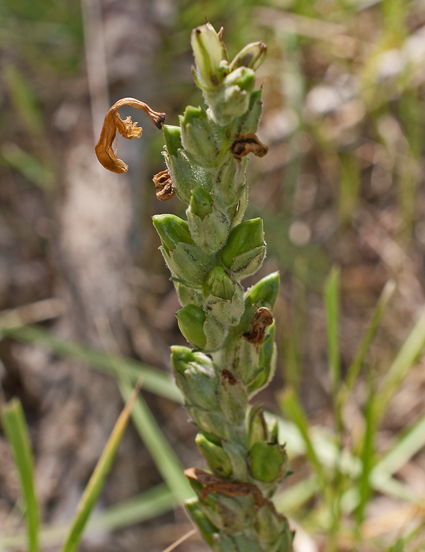 Image of Pedicularis altaica specimen.