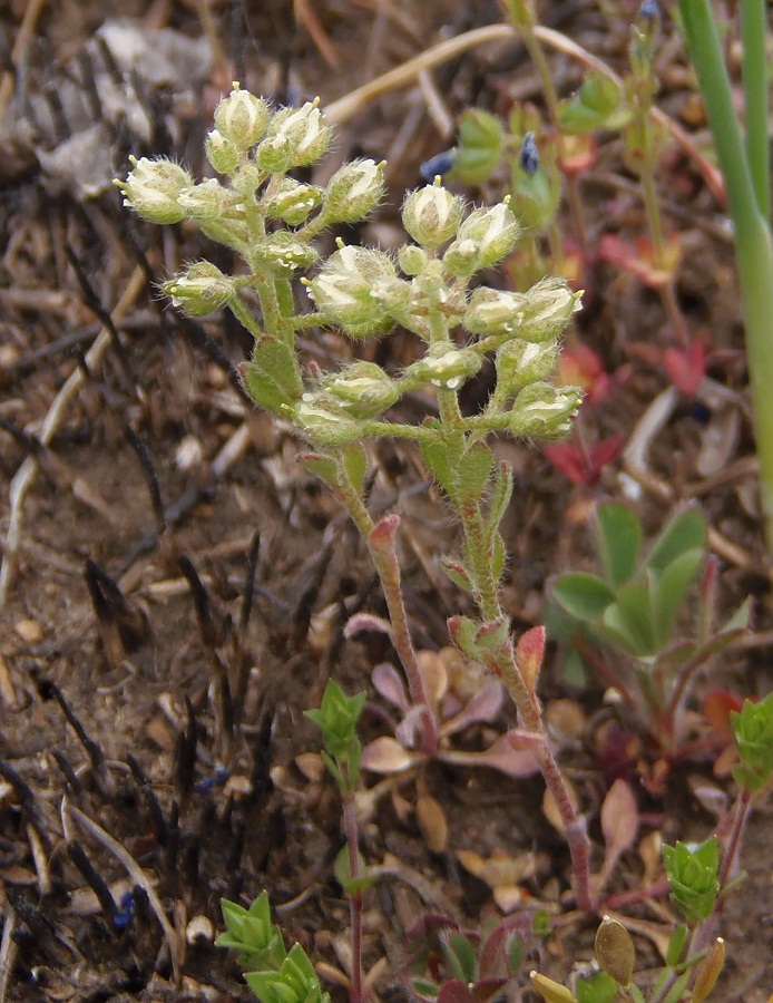 Image of Alyssum minutum specimen.