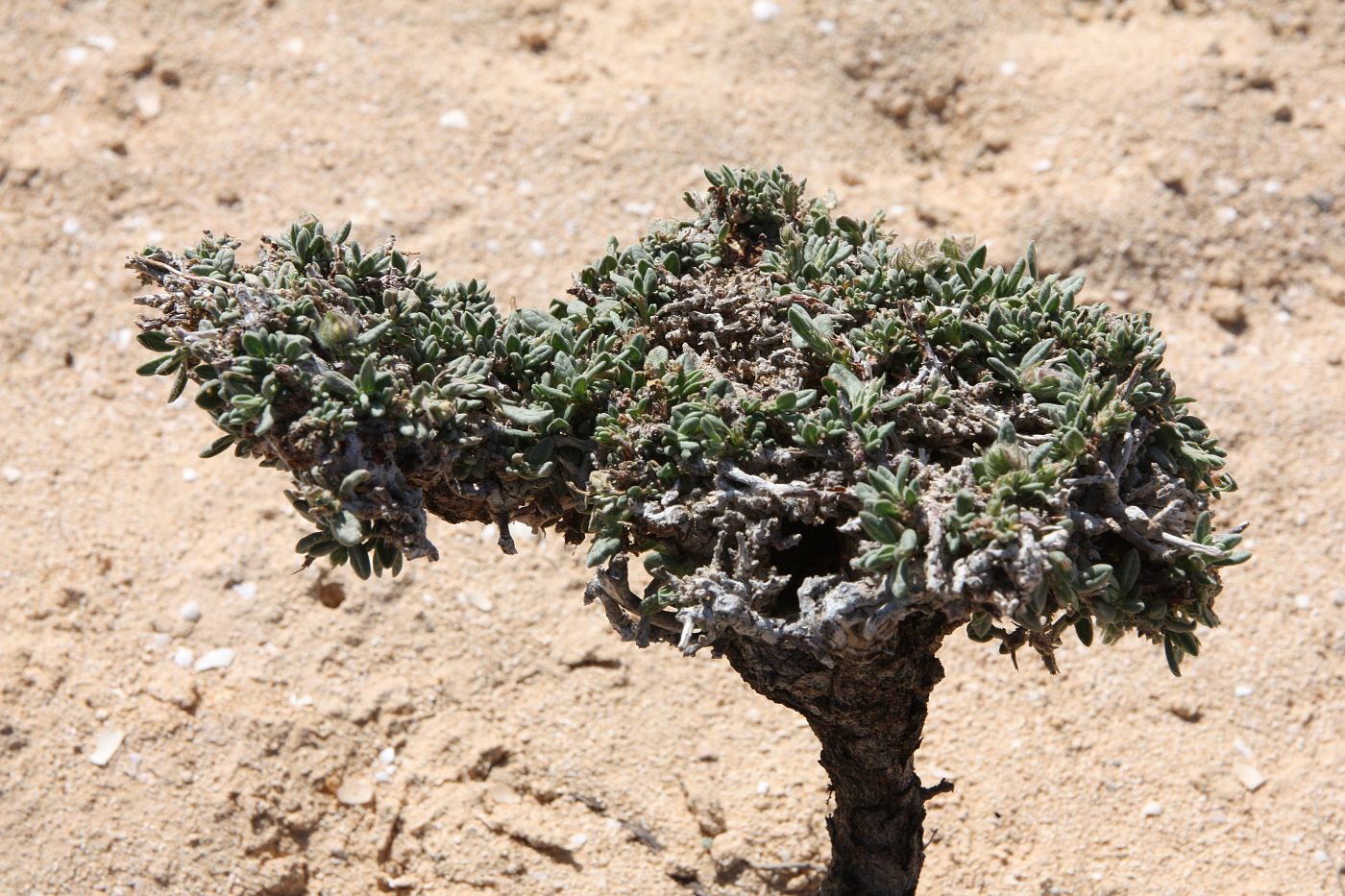 Image of Helianthemum stipulatum specimen.