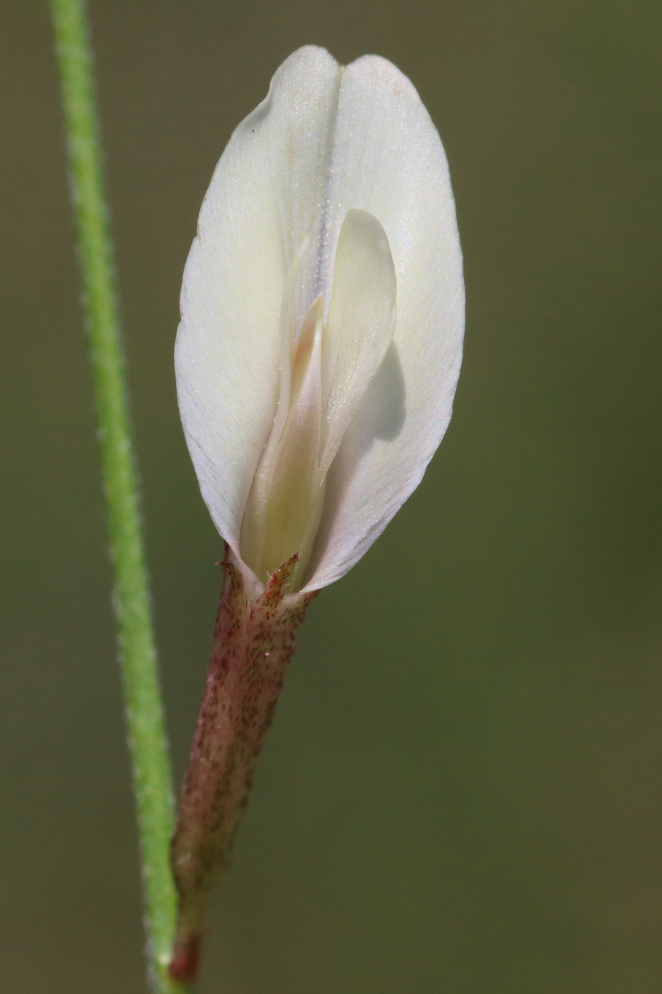 Image of Astragalus ucrainicus specimen.