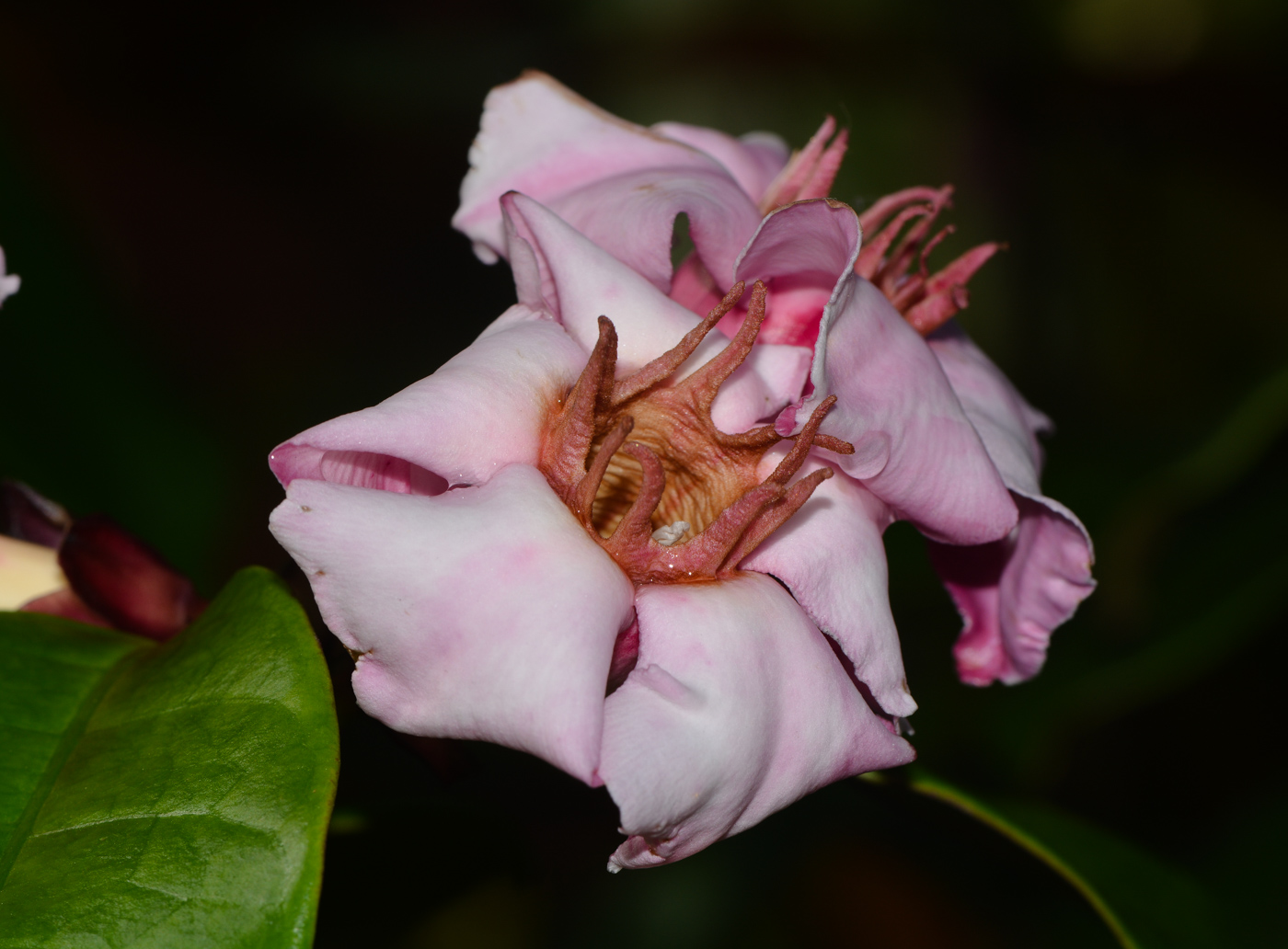 Изображение особи Strophanthus gratus.