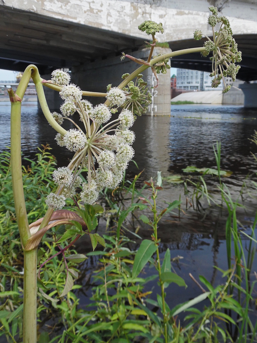 Image of Angelica sylvestris specimen.