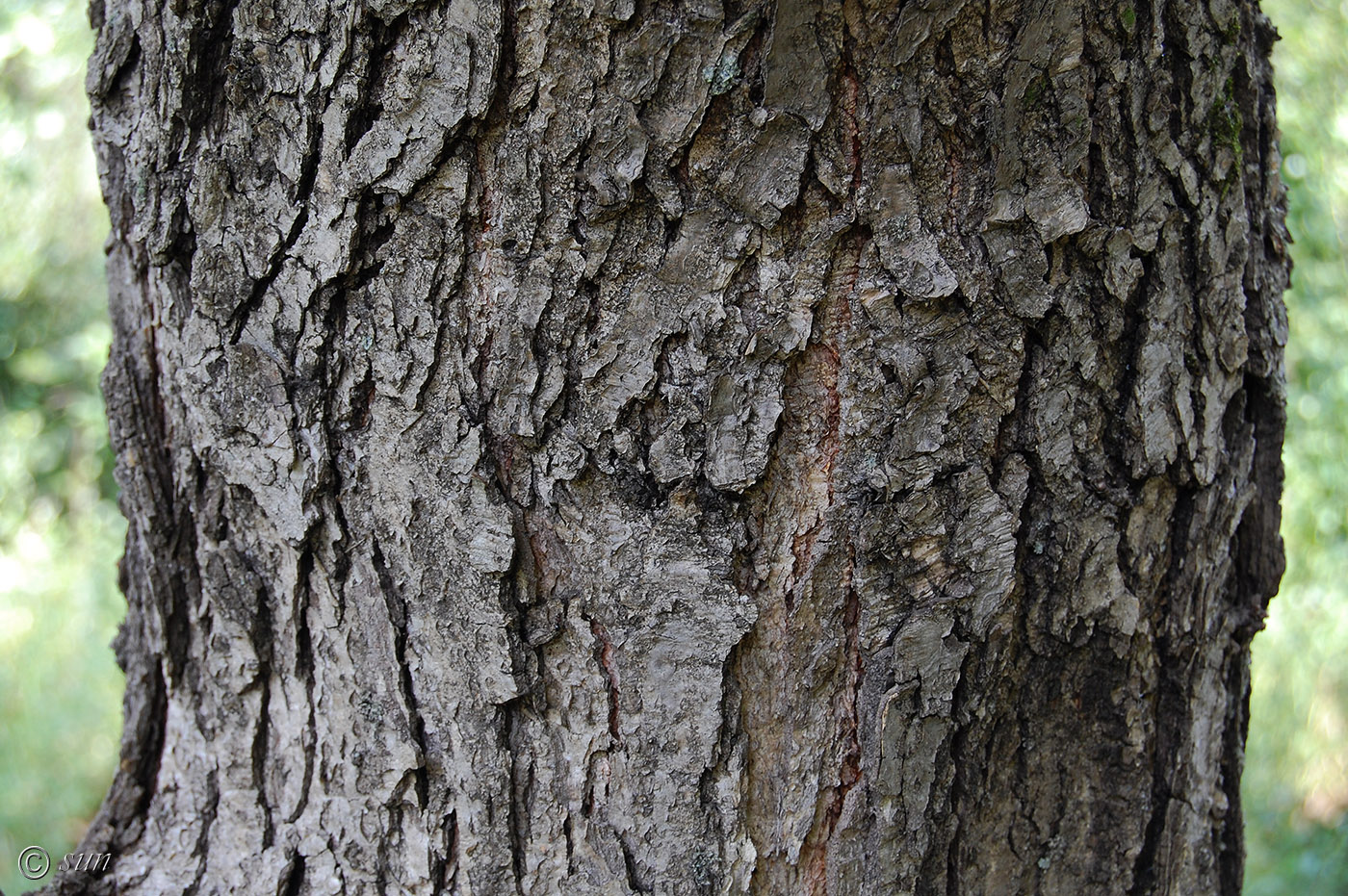 Image of genus Quercus specimen.