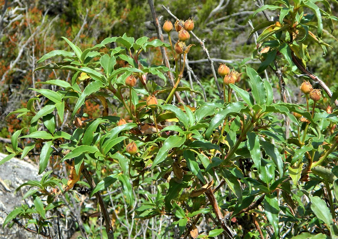 Изображение особи Cistus laurifolius.