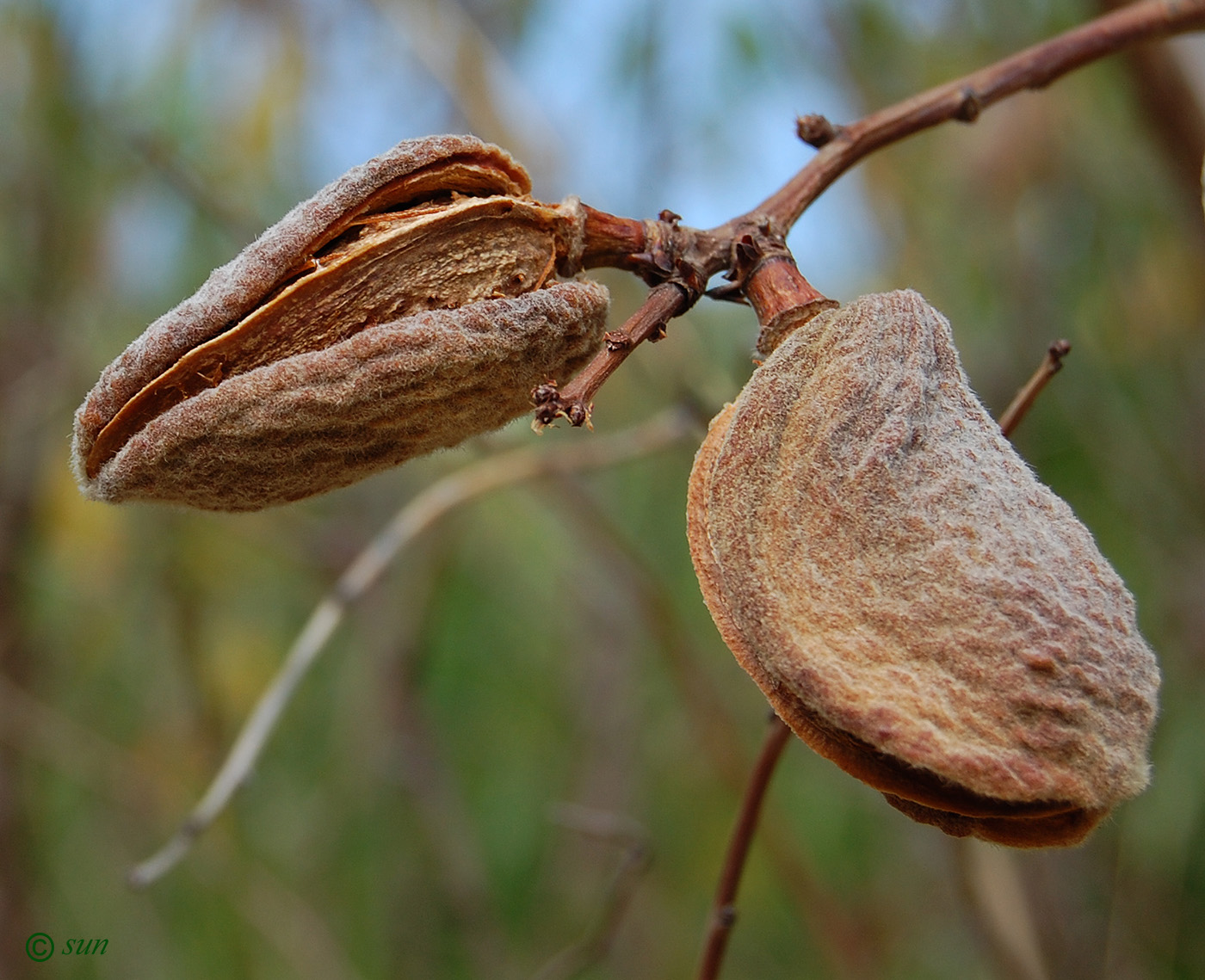 Изображение особи Amygdalus communis.