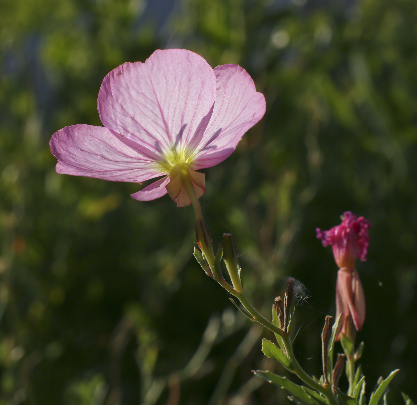 Image of Oenothera speciosa specimen.