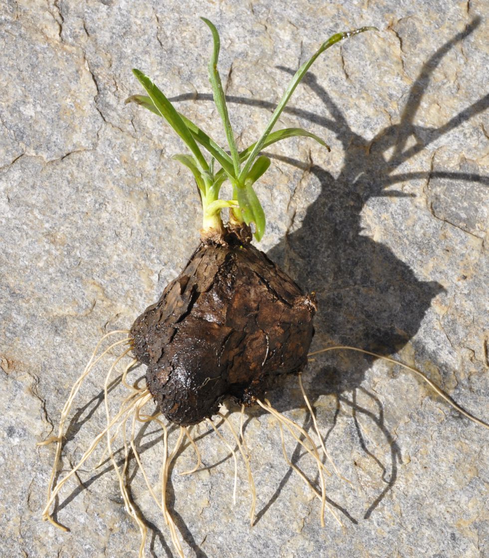 Image of Scorzonera sublanata specimen.