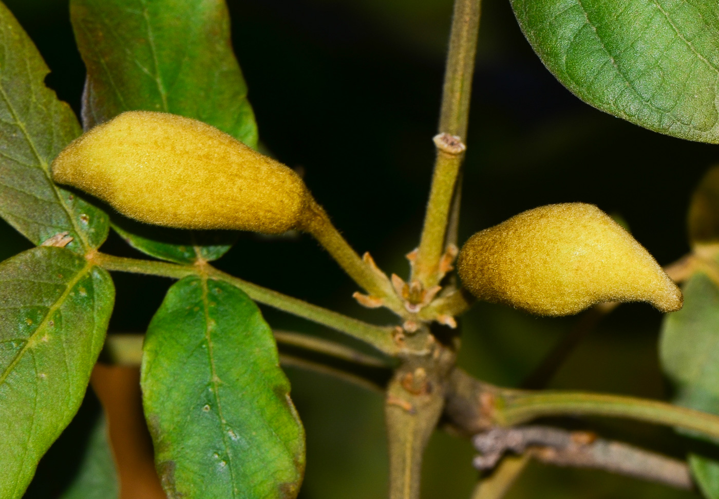 Image of Markhamia lutea specimen.