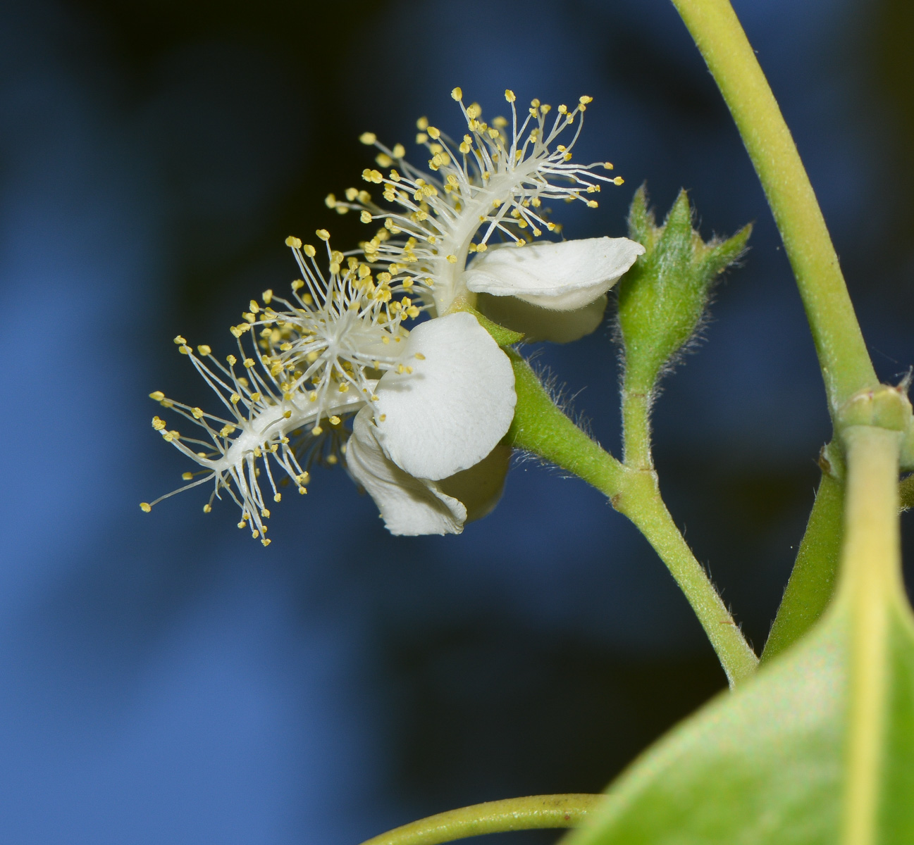 Изображение особи Lophostemon confertus.