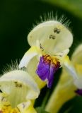 Galeopsis speciosa. Цветок. Камчатка, г. Елизово, долина р. Авача, луг. 17.08.2016.