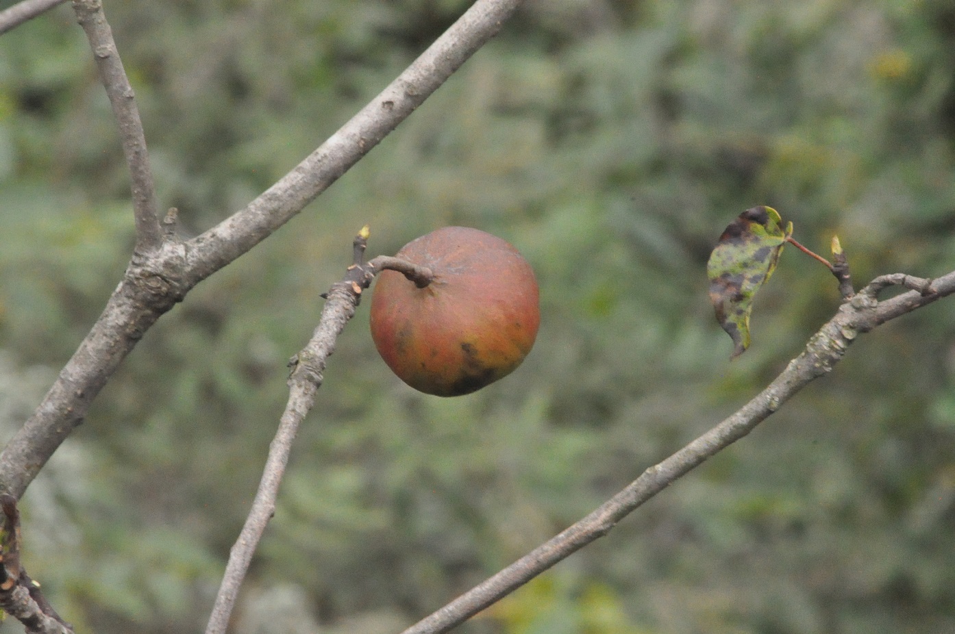 Image of genus Aleurites specimen.