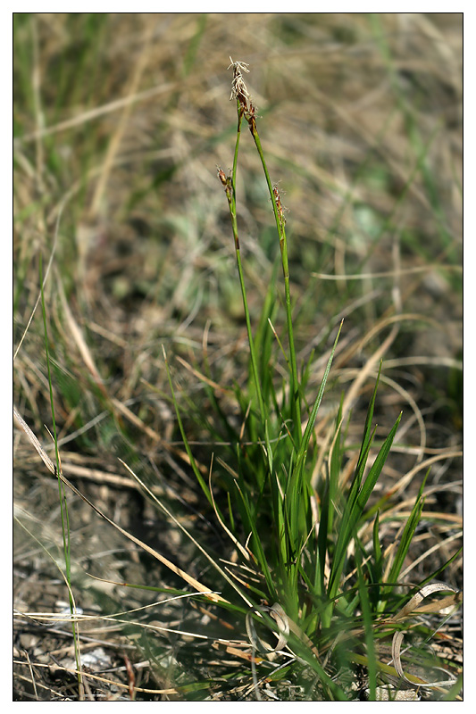 Image of Carex pediformis specimen.